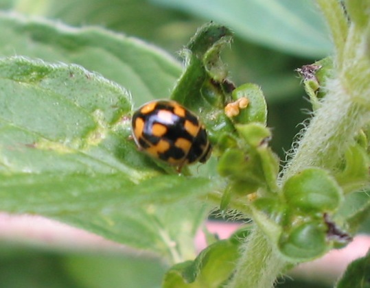 Dorcus parallelipipedus e Propylea quatuordecimpunctata